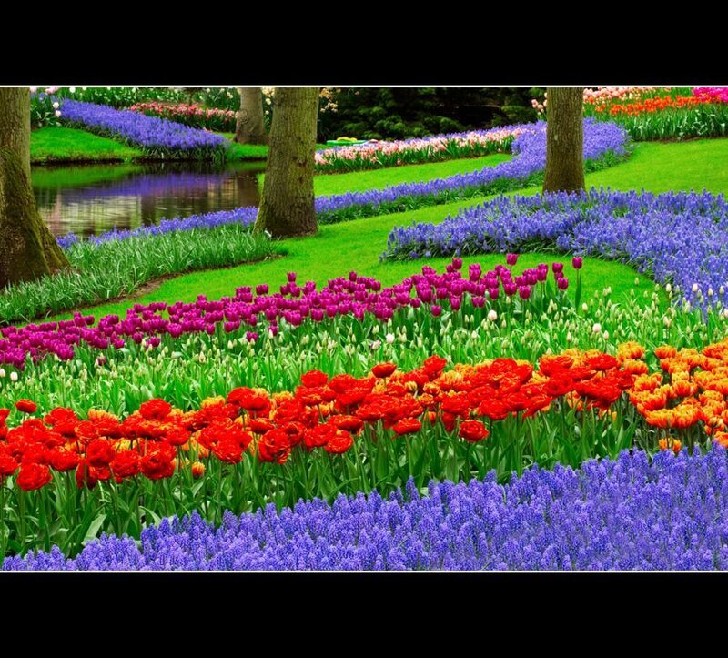 Colorful flower garden