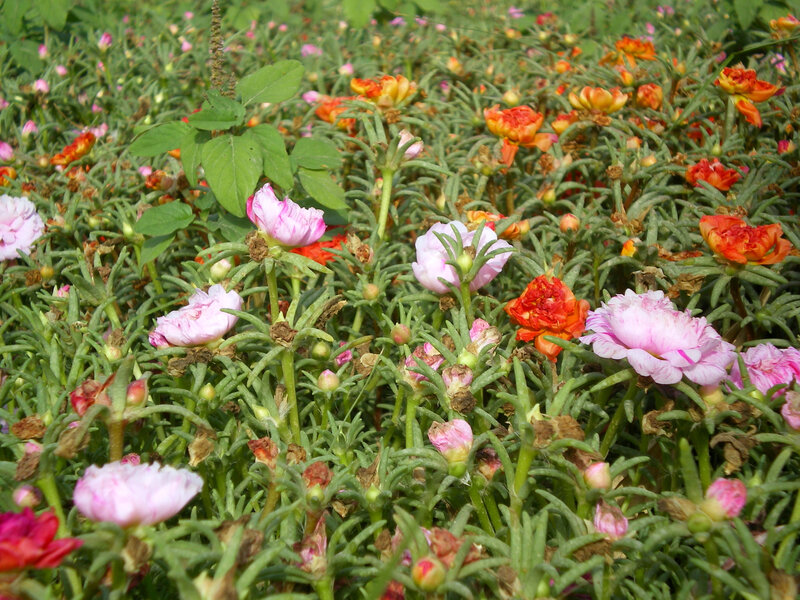 Colorful flower garden