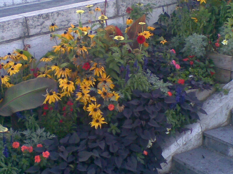 colorful flower garden