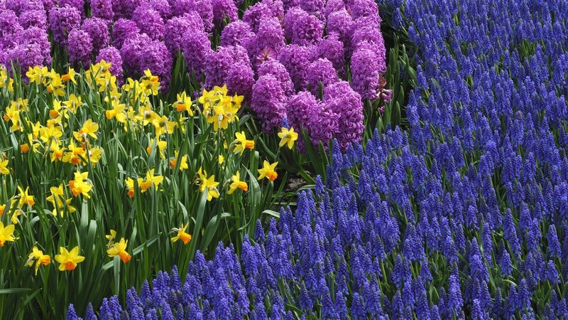 Colorful flower garden