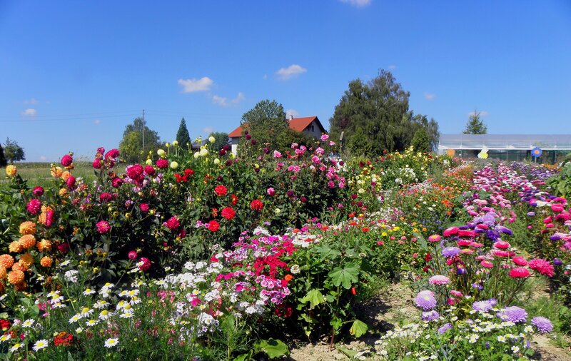 Colorful Flower Garden — Blue, Serene, Afternoon, Photograph