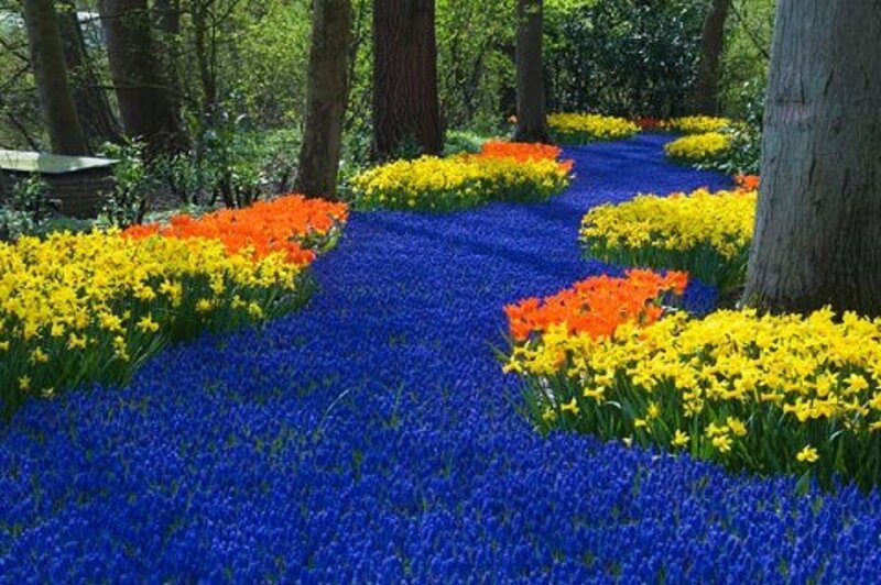 Colorful Flower Garden — Blue, Serene, Spring