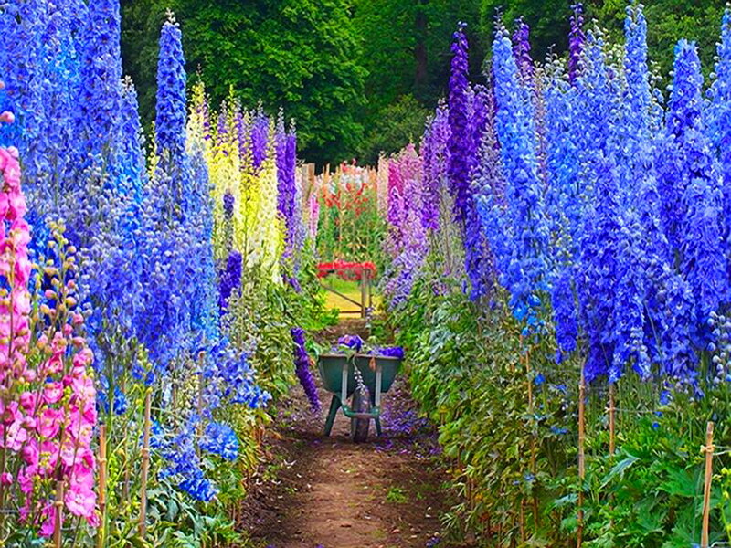 Colorful Flower Garden — Blue, Serene, Summer