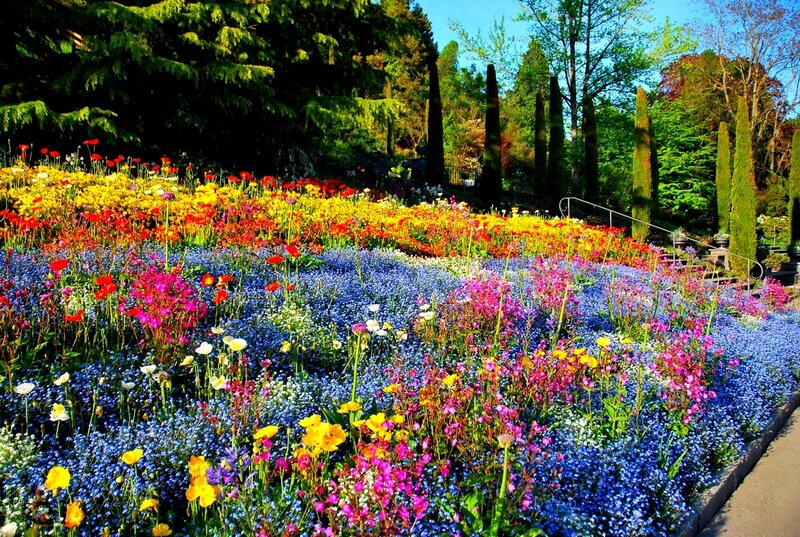 Colorful Flower Garden — Blue, Vibrant, Afternoon