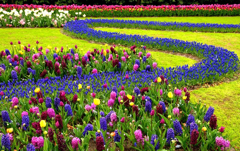 Colorful Flower Garden — Blue, Vibrant, Spring