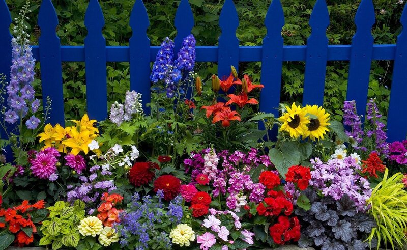 Colorful Flower Garden — Blue, Vibrant, Summer, Photograph