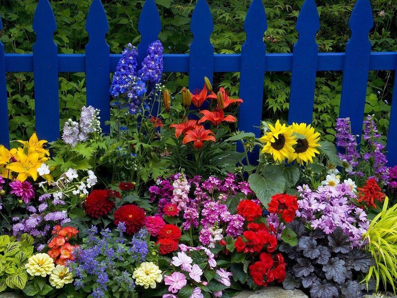 Colorful Flower Garden — Blue, Vibrant, Summer