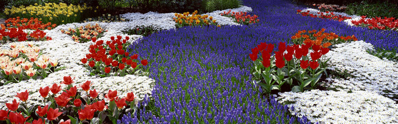 Colorful Flower Garden — Blue, Vibrant