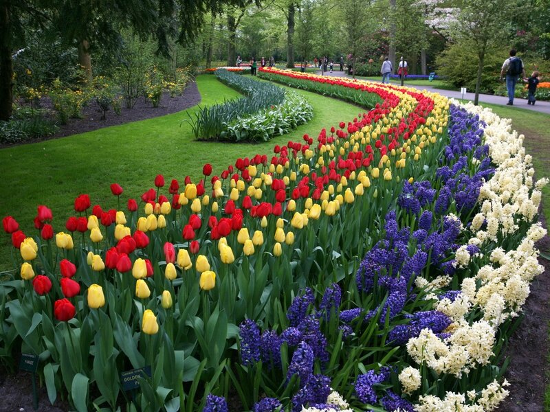 Colorful flower garden display