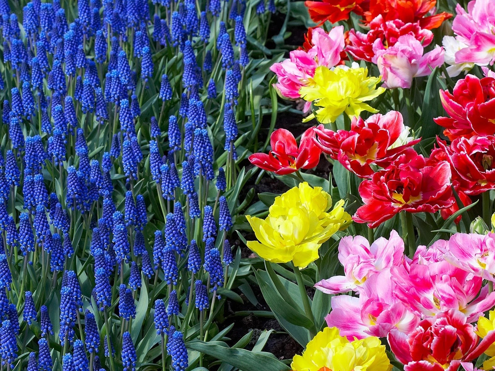 Colorful flower garden display