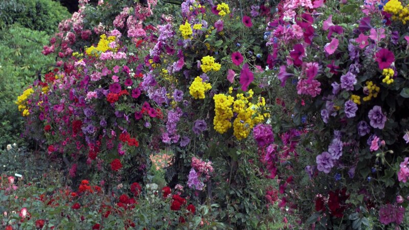 colorful flower garden display