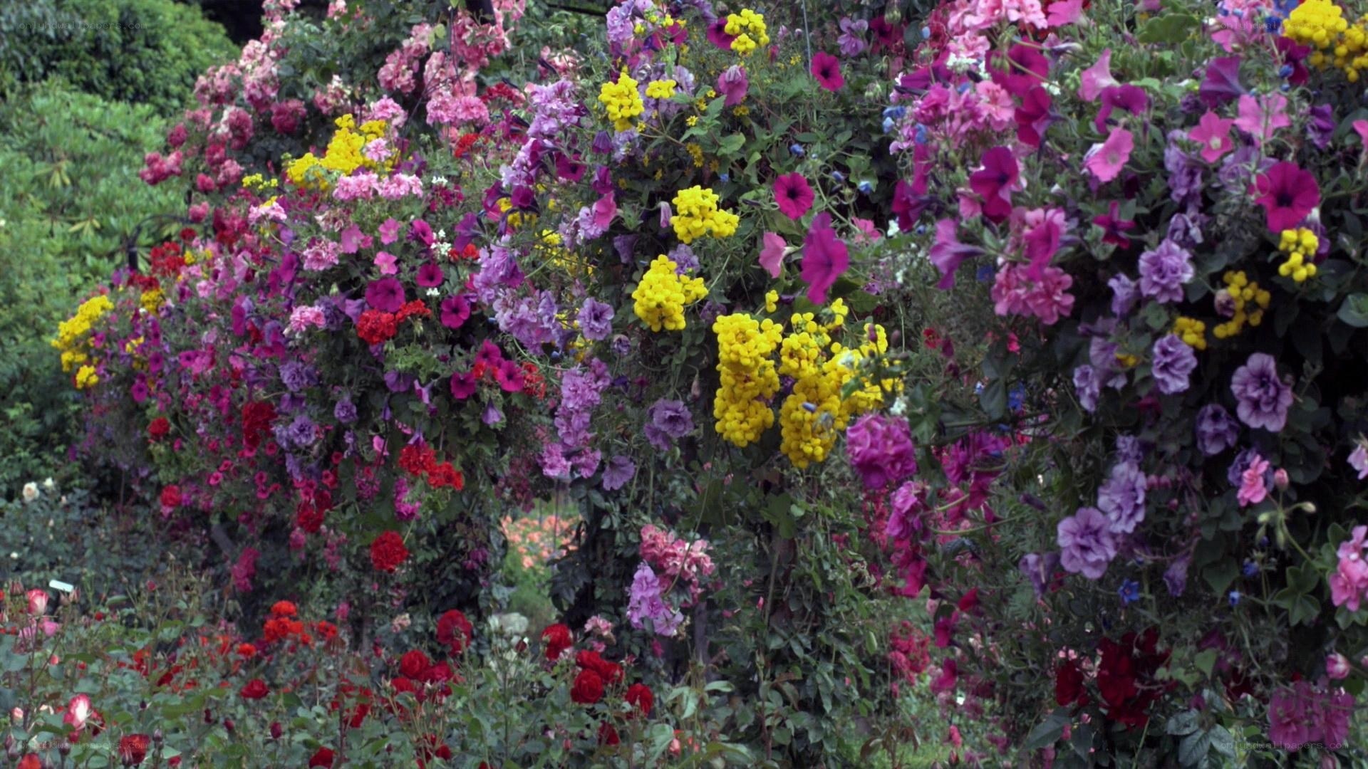 colorful flower garden display