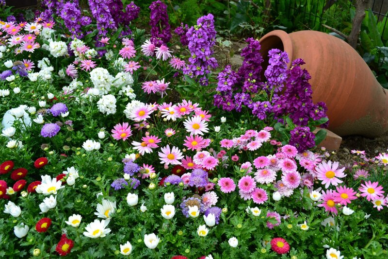 Colorful flower garden display
