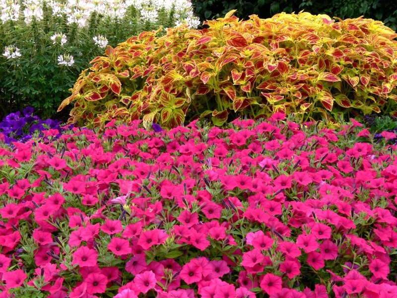 Colorful flower garden display