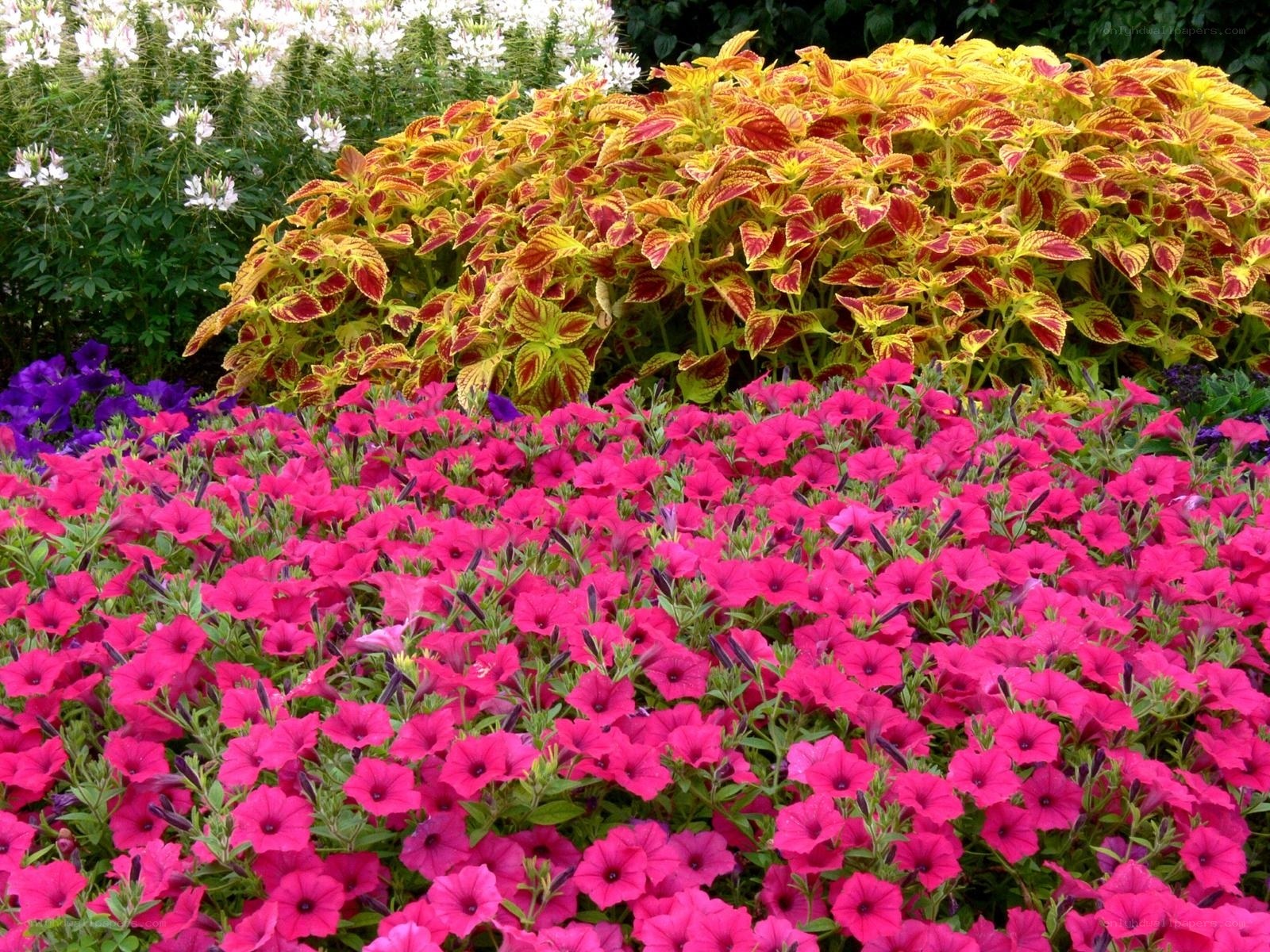 Colorful flower garden display