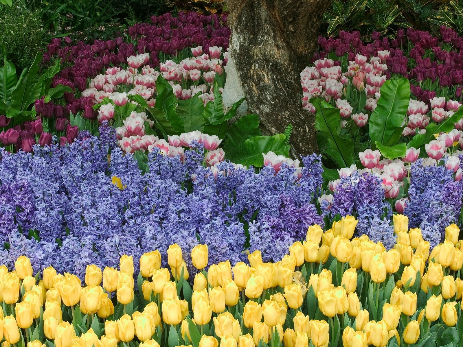 Colorful flower garden display
