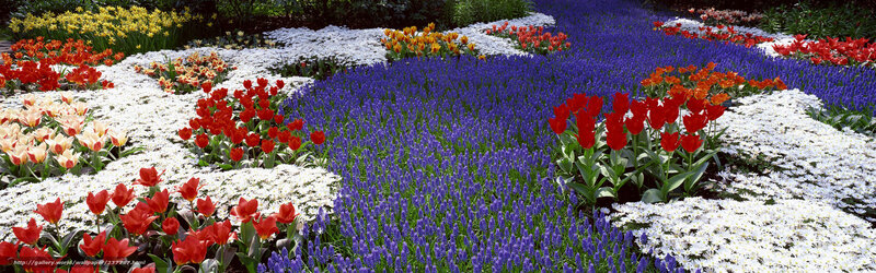 Colorful flower garden display