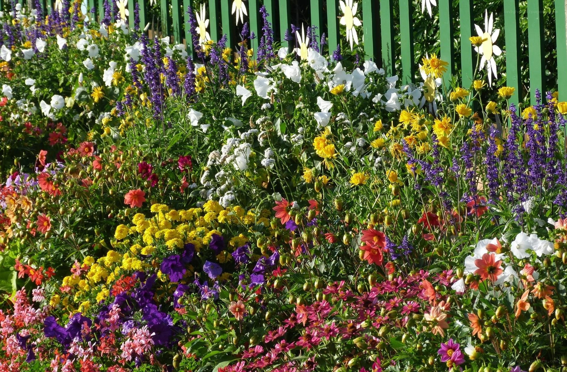 Colorful flower garden display