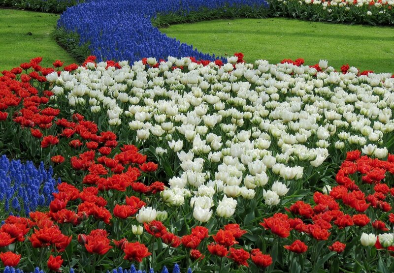 Colorful flower garden display