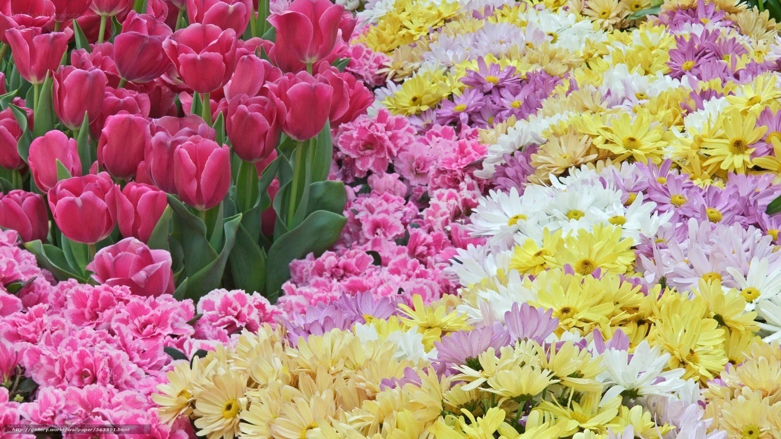 Colorful flower garden display