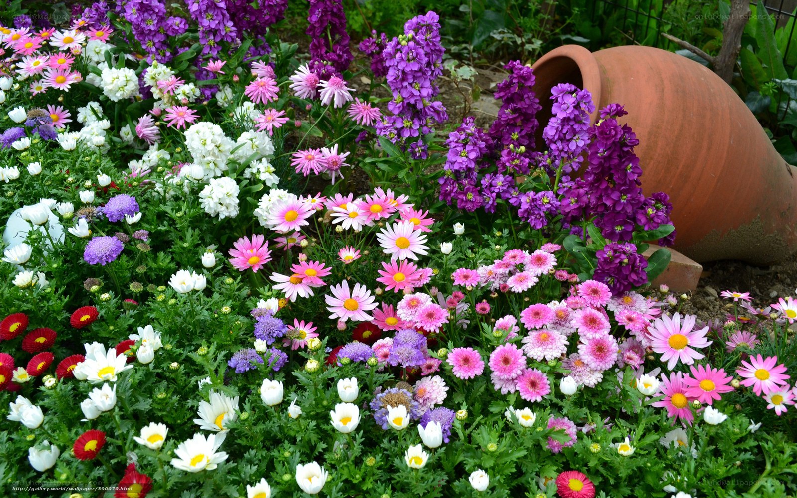 Colorful flower garden display