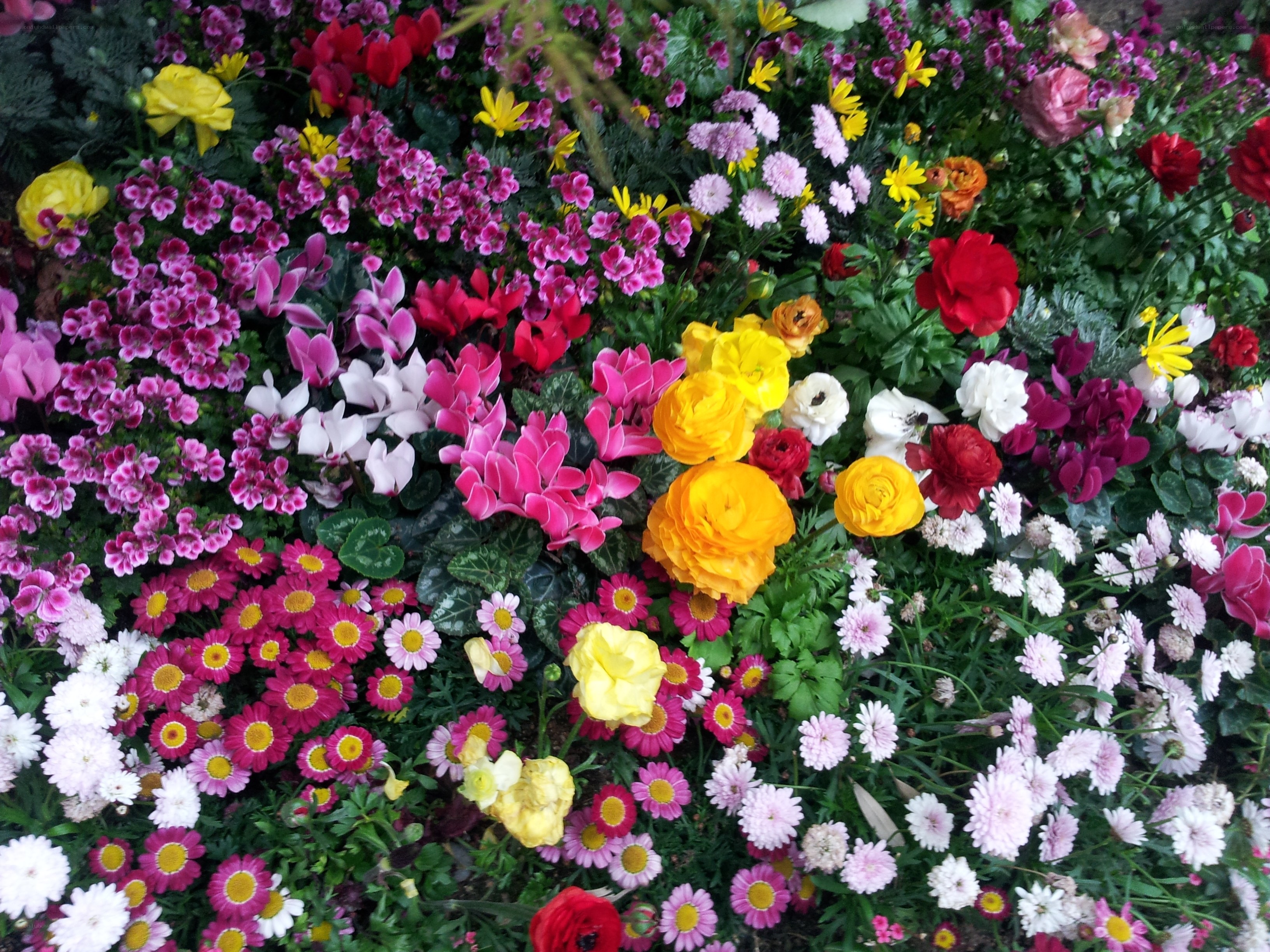 Colorful flower garden display