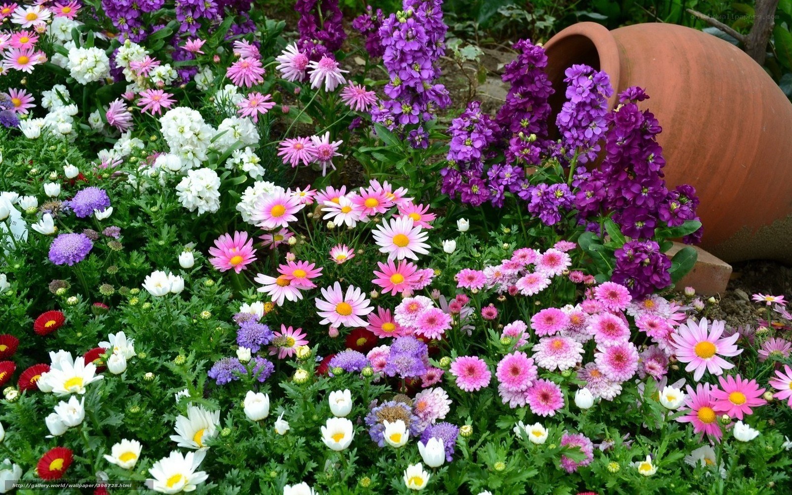 Colorful flower garden display