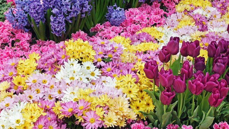 Colorful flower garden display