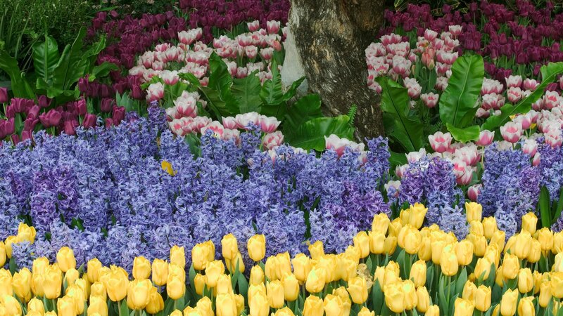 Colorful flower garden display