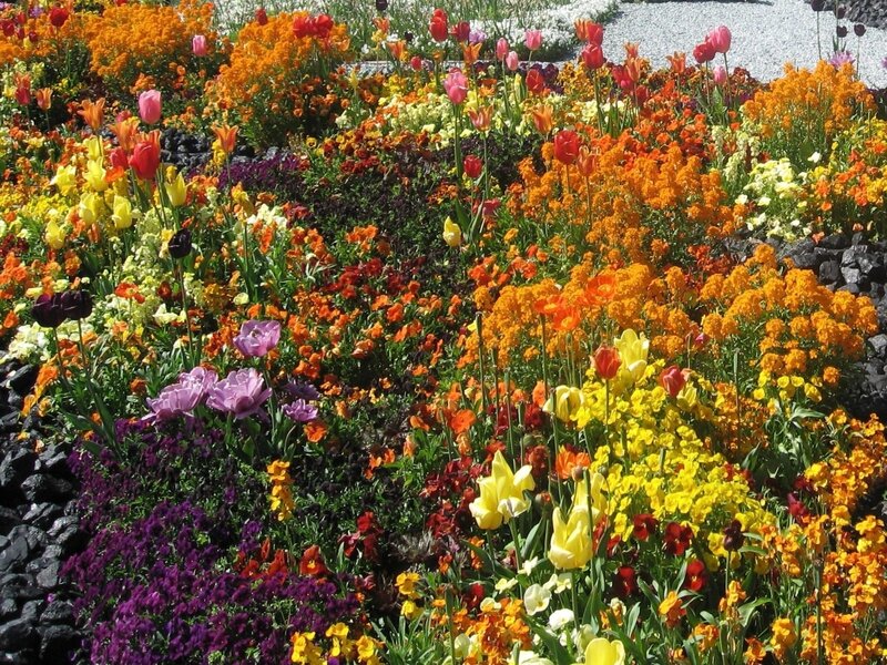Colorful flower garden display