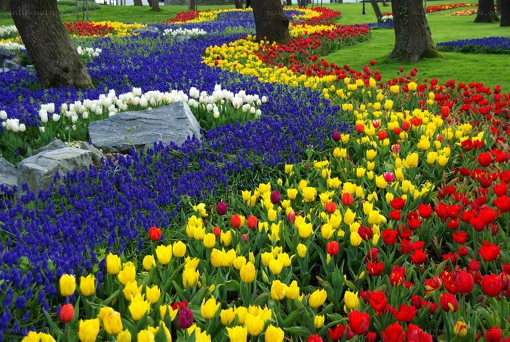 Colorful flower garden display
