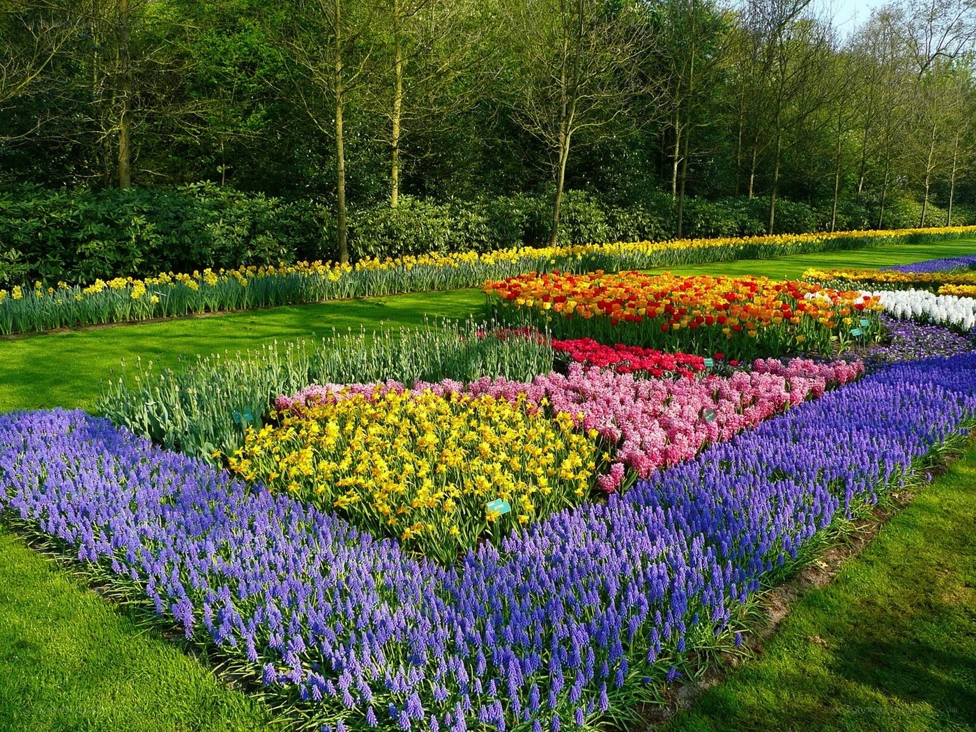 Colorful flower garden display