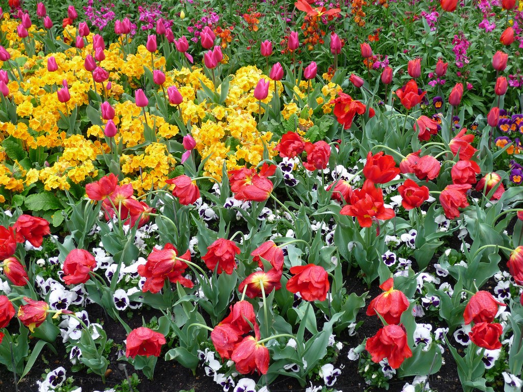 Colorful flower garden display