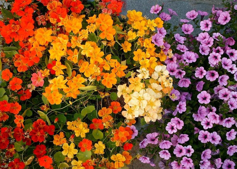 Colorful flower garden display