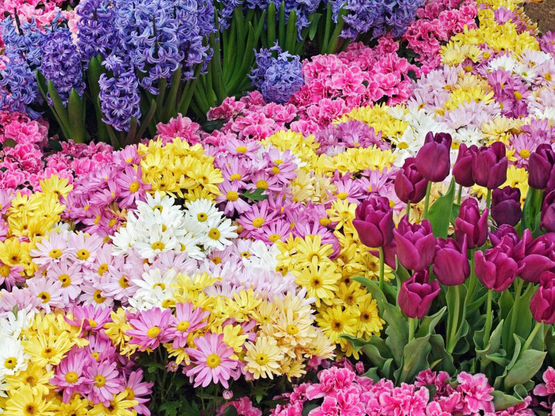 Colorful flower garden display