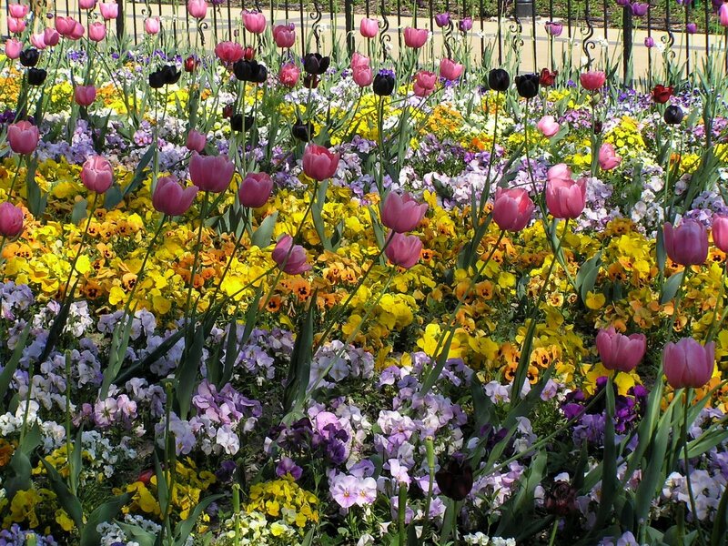 Colorful flower garden display