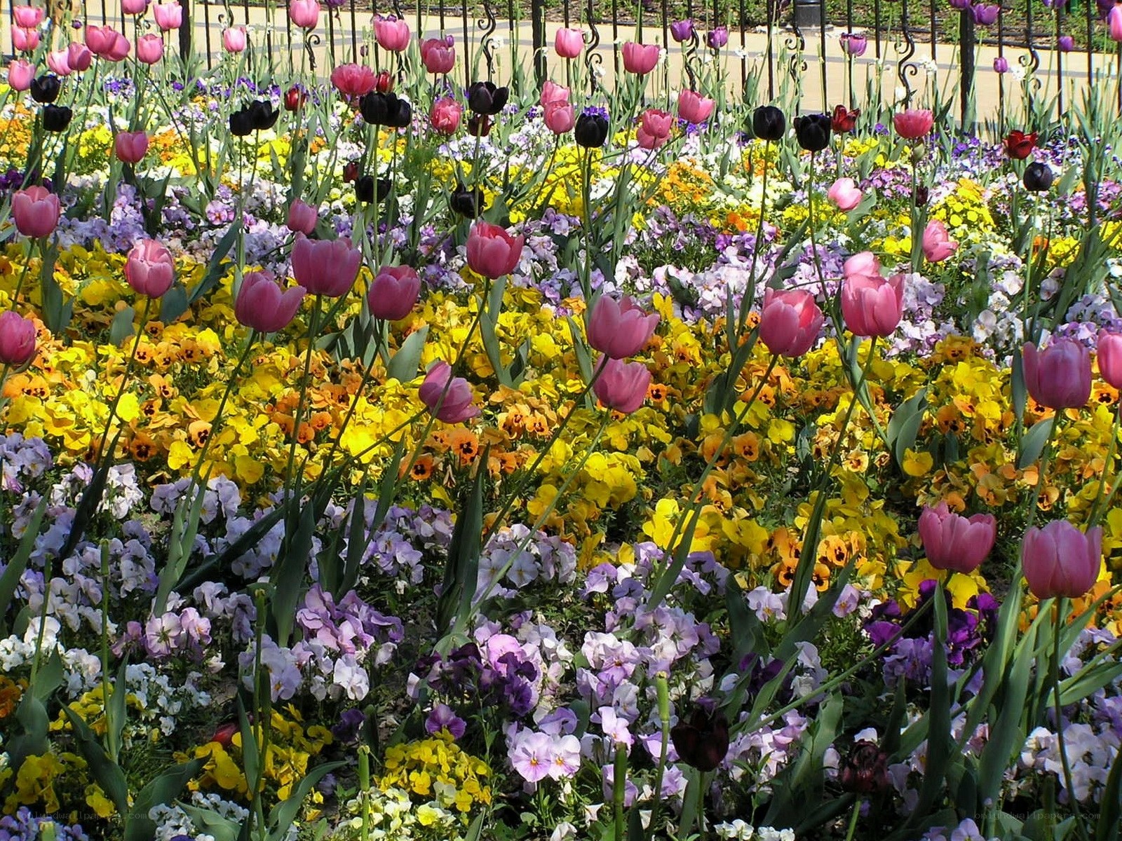 Colorful flower garden display