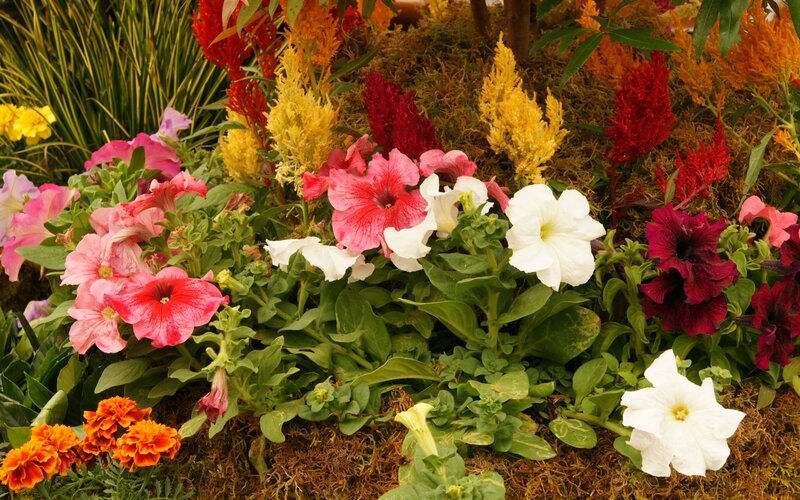 Colorful flower garden display