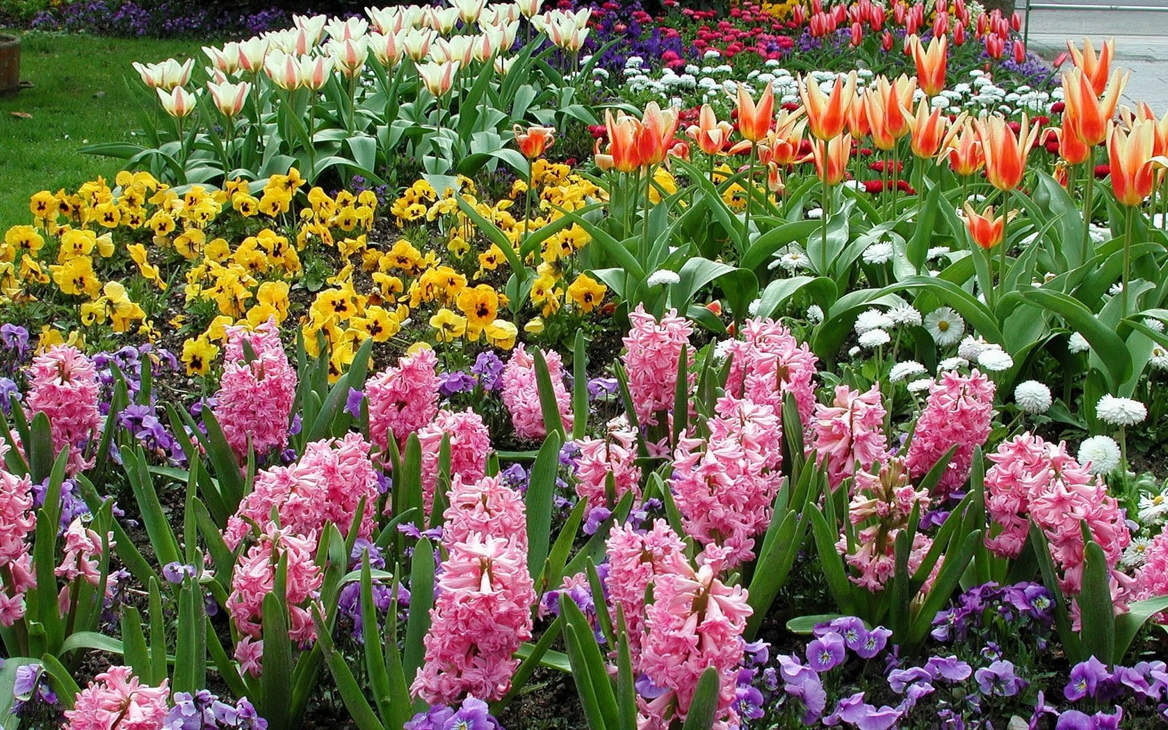Colorful flower garden display