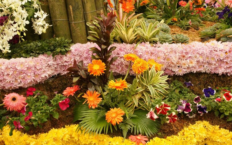 Colorful flower garden display