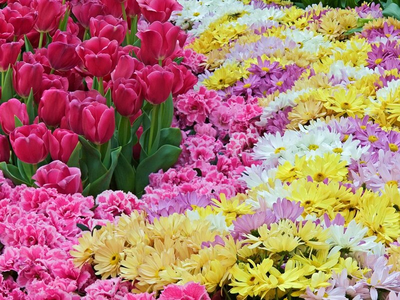 Colorful flower garden display