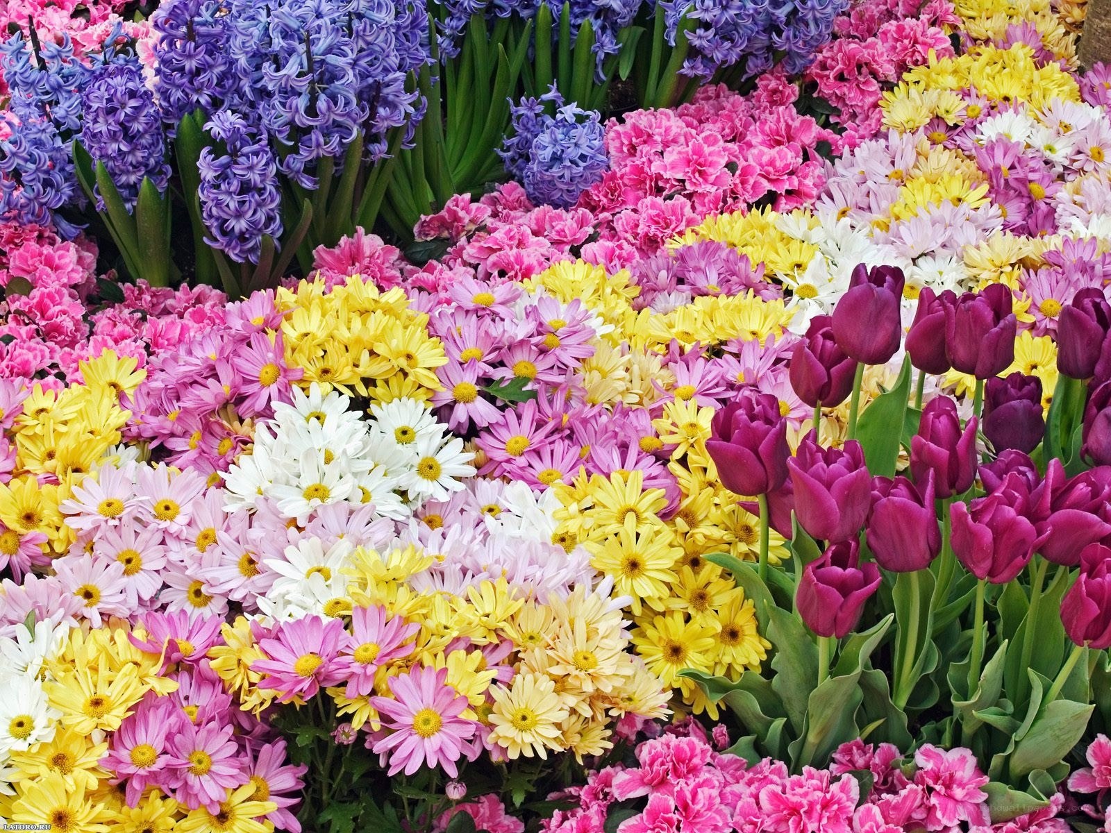 Colorful flower garden display
