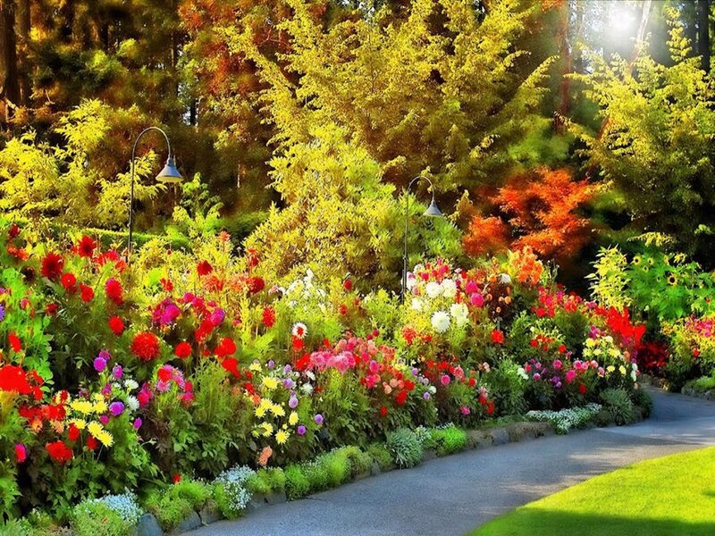 Colorful Flower Garden — Green, Serene, Afternoon, Photograph, Path
