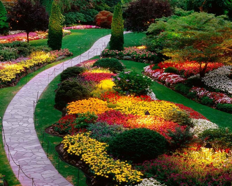 Colorful Flower Garden — Green, Serene, Night, Photograph