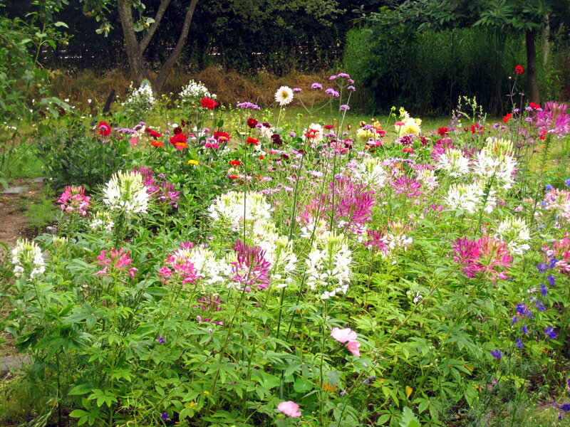 Colorful Flower Garden — Green, Serene, Summer