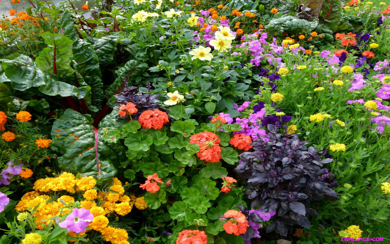 Colorful Flower Garden — Green, Vibrant, Summer, Photograph