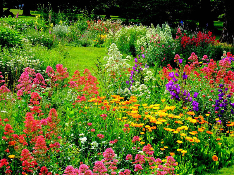 Colorful Flower Garden — Green, Vibrant, Summer