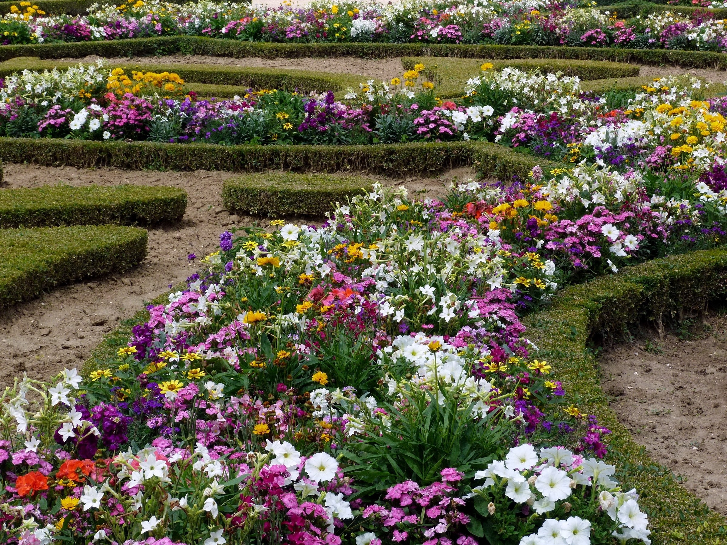 Colorful flower garden in a formal garden
