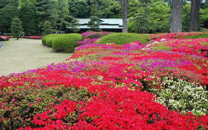 Colorful flower garden in a park
