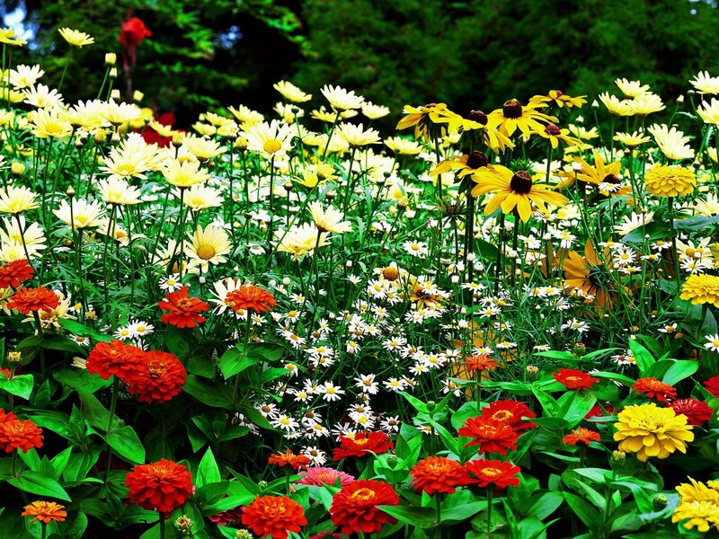 Colorful flower garden in bloom